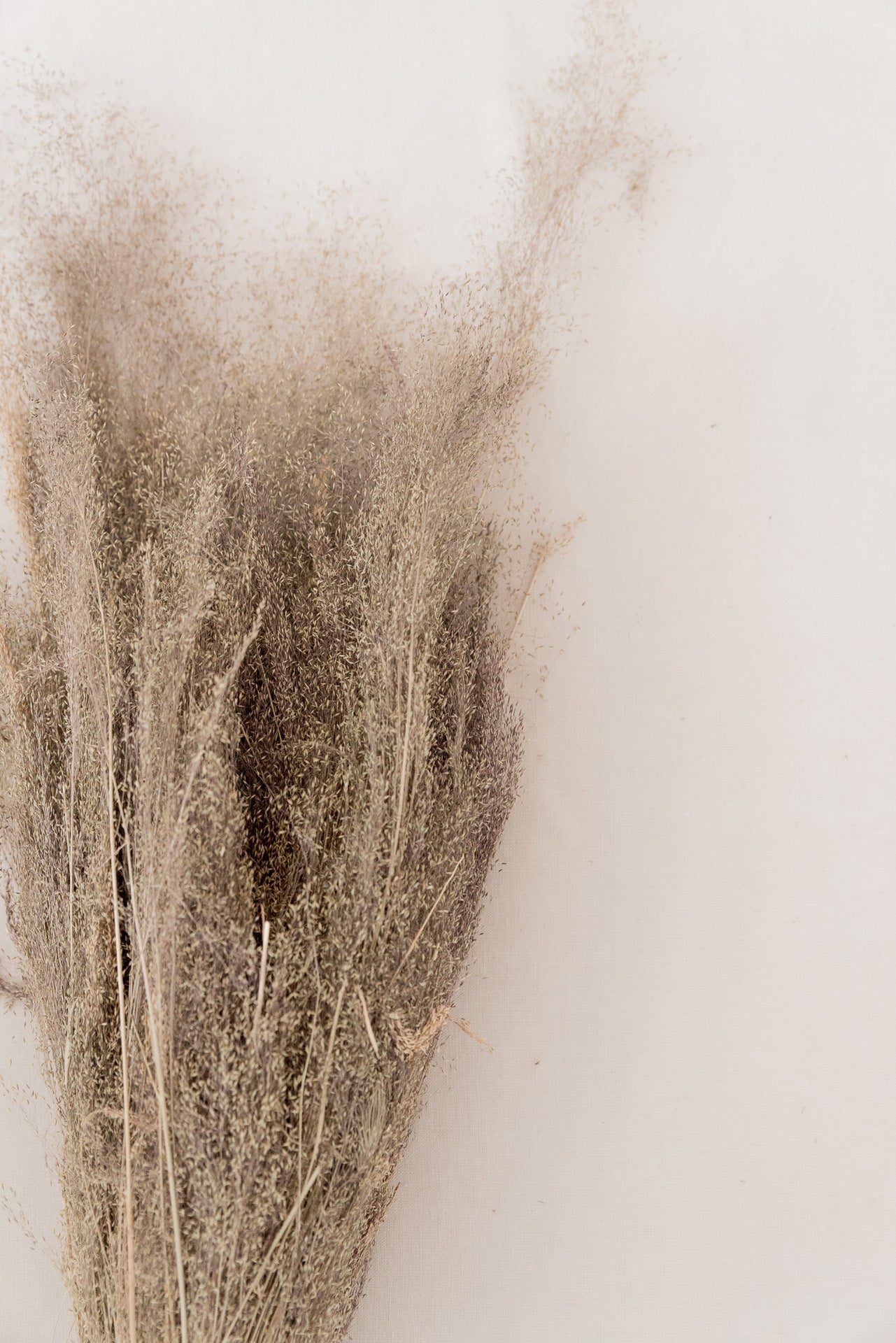 Nebulosa Cloud Grass