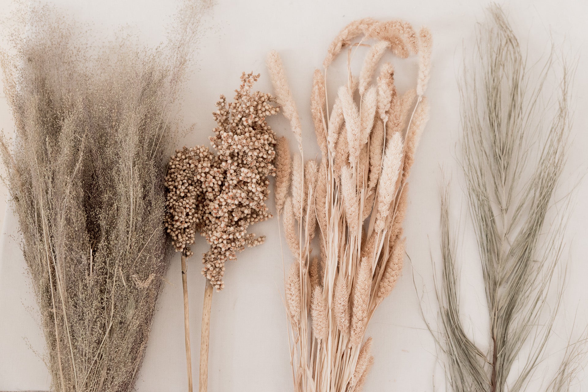 Nebulosa Cloud Grass