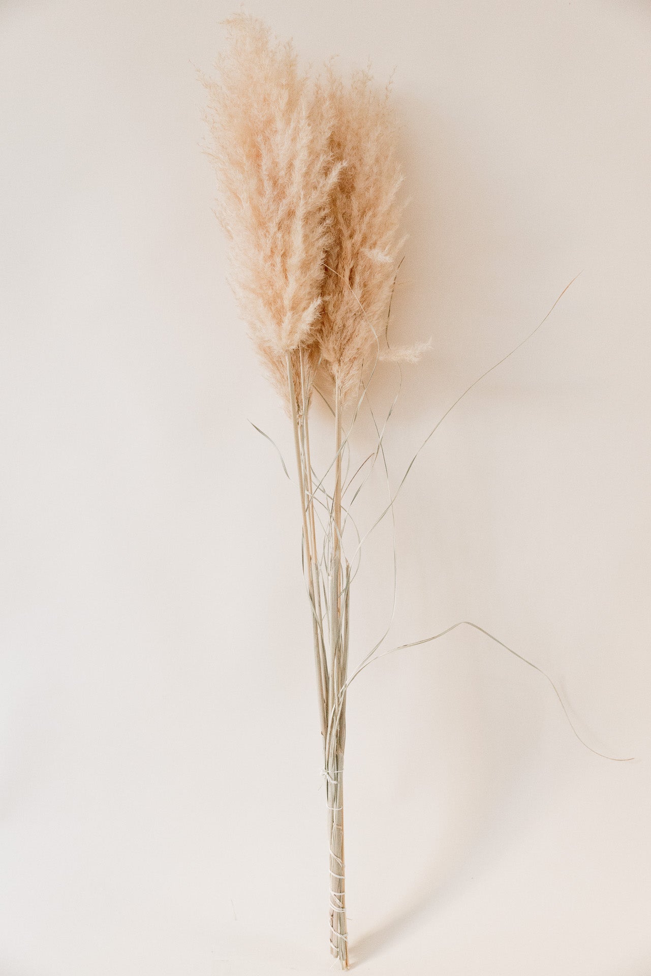 Pampasgras "The Nude" XL, 3 Stiel, 1,10 m, nude, cortedaria getrocknet, Trockenblume, Gras, Deko, nachhaltig aus der EU