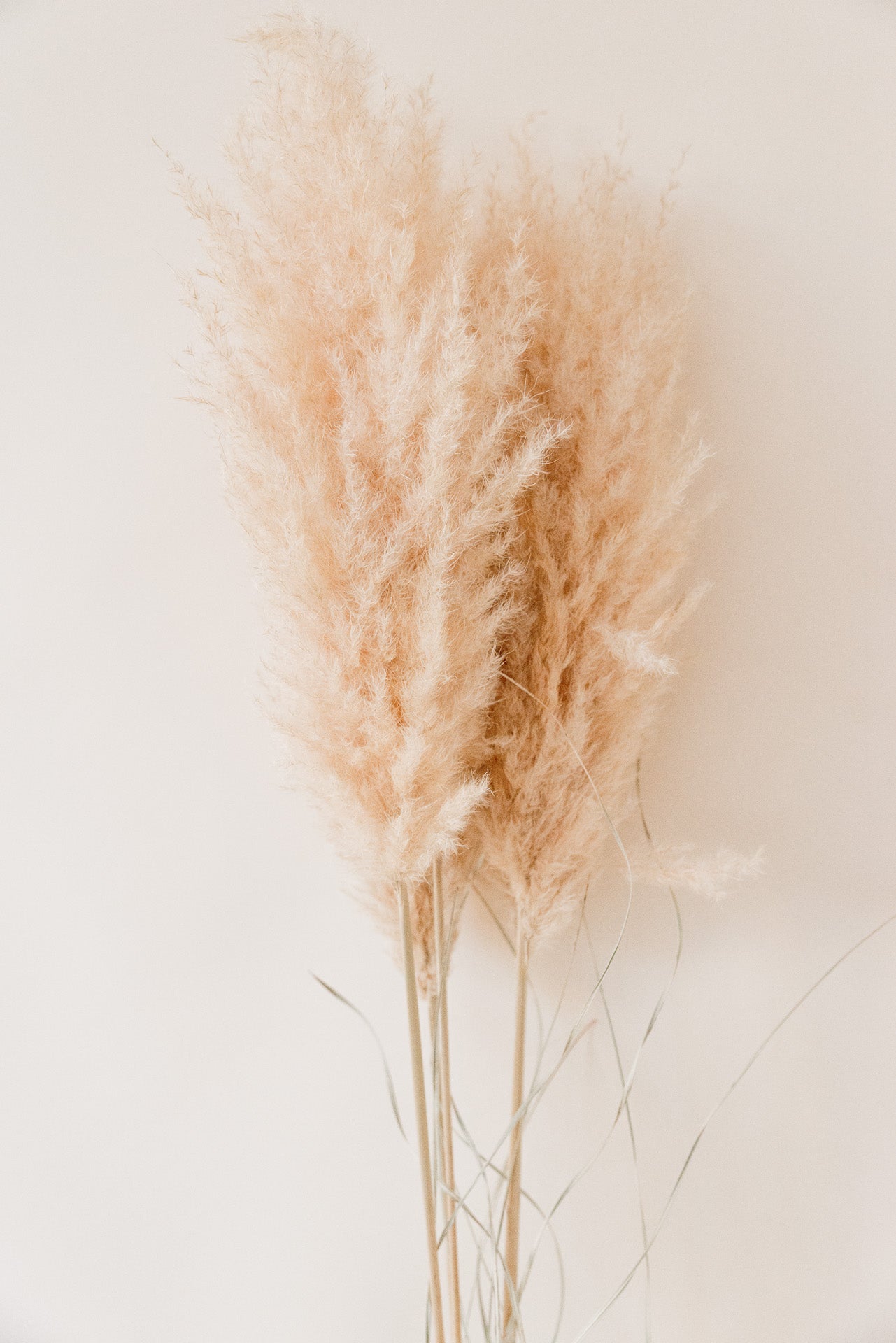 Pampasgras "The Nude" XL, 3 Stiel, 1,10 m, nude, cortedaria getrocknet, Trockenblume, Gras, Deko, nachhaltig aus der EU
