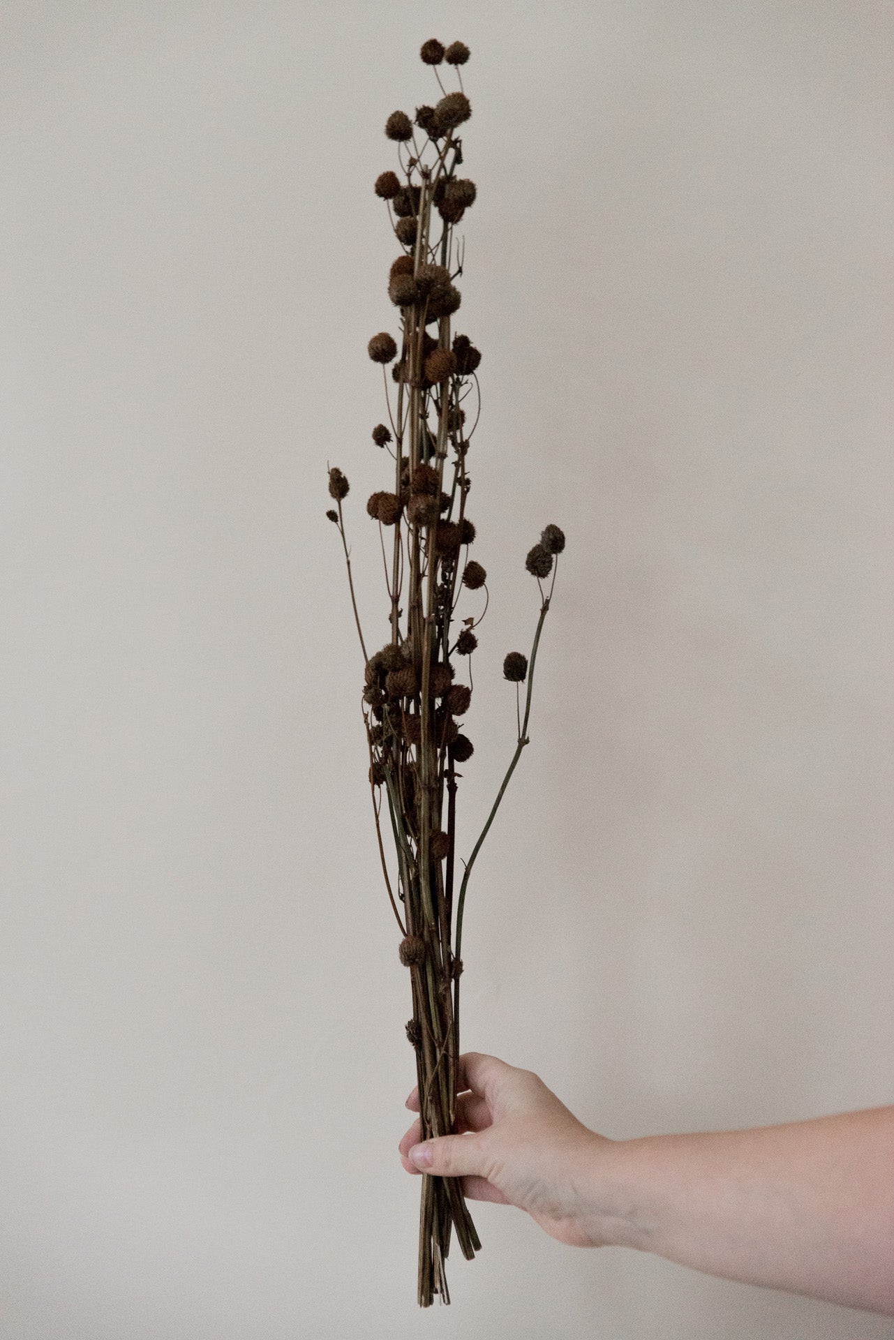 Papiermaulbeere Calicarpa braun