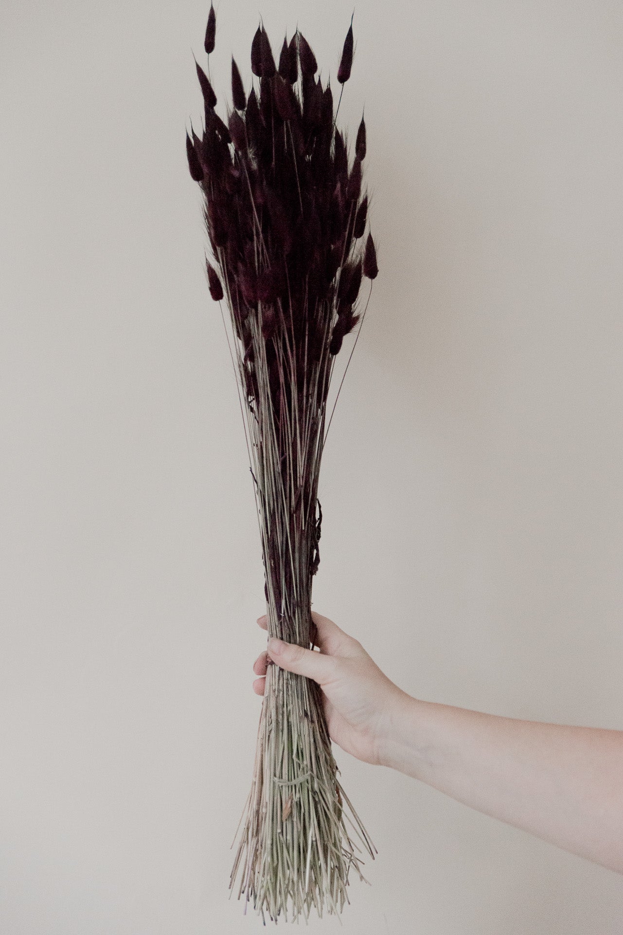 Lagurus, Bunny Tails bordeaux braun