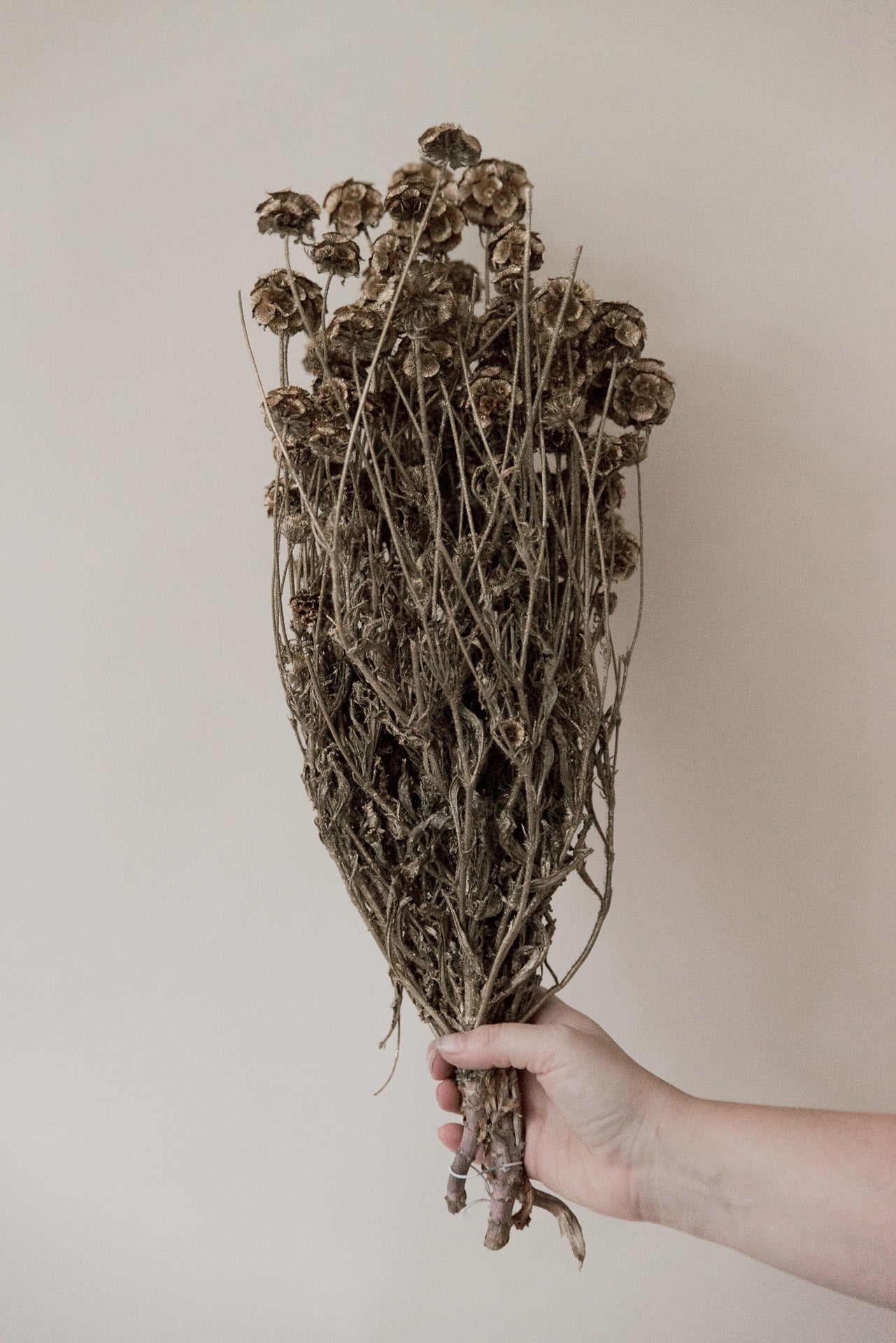 Scabiosa gold gefärbt