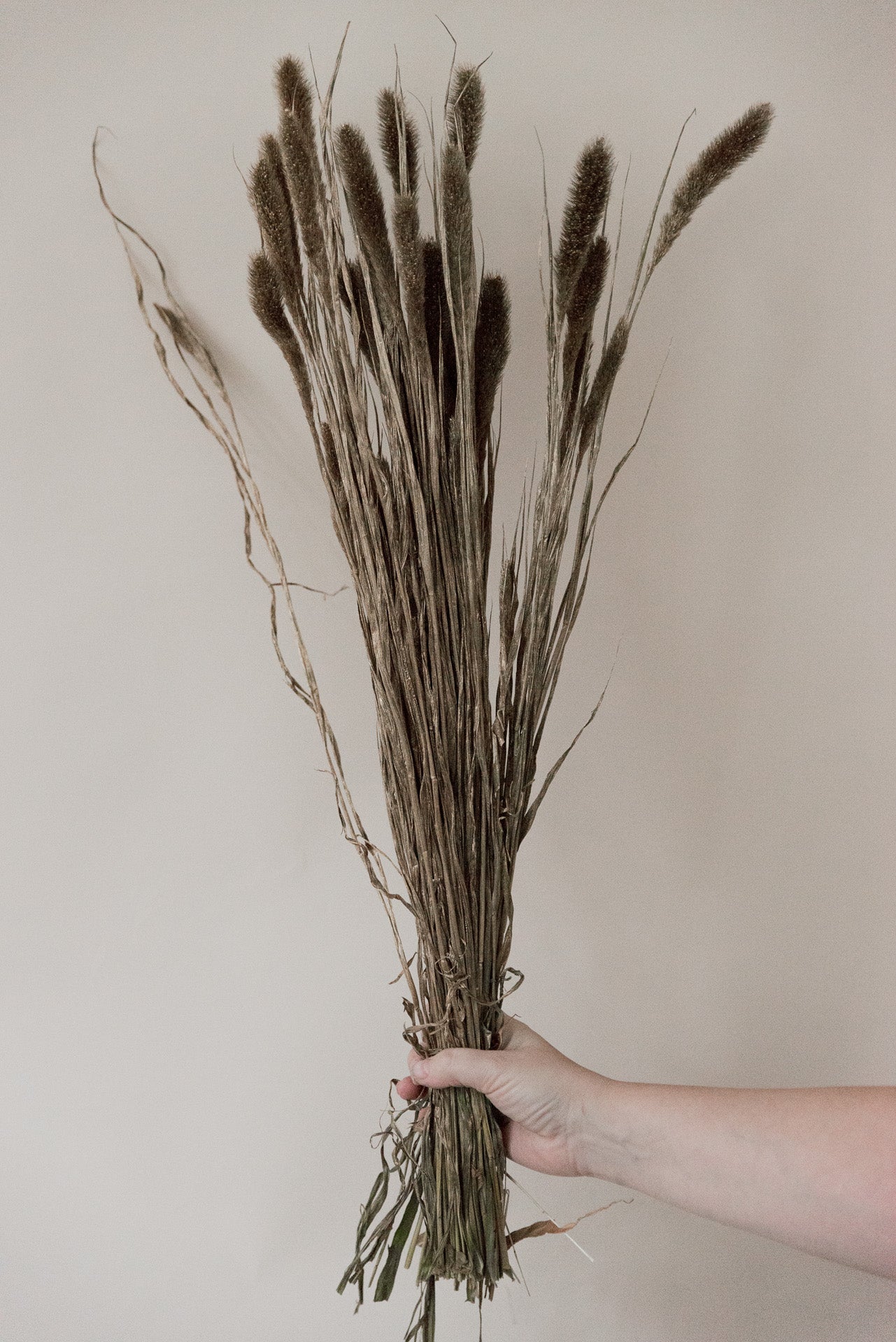 Borstenhirse Setaria gold gefärbt