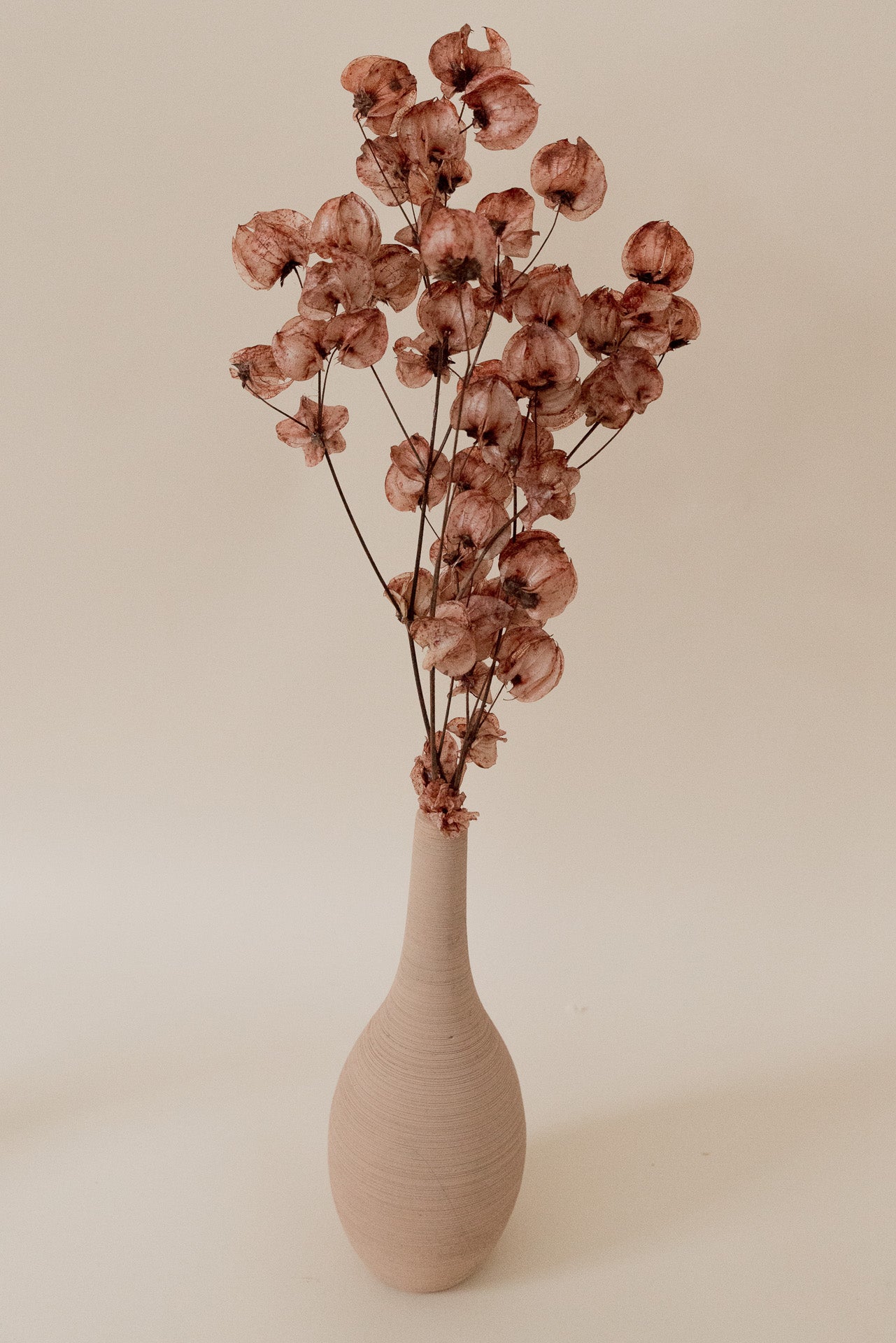 Bougainvillea Drillingsblume braun