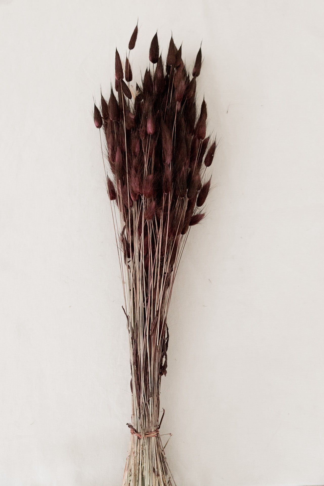 Lagurus, Bunny Tails bordeaux braun