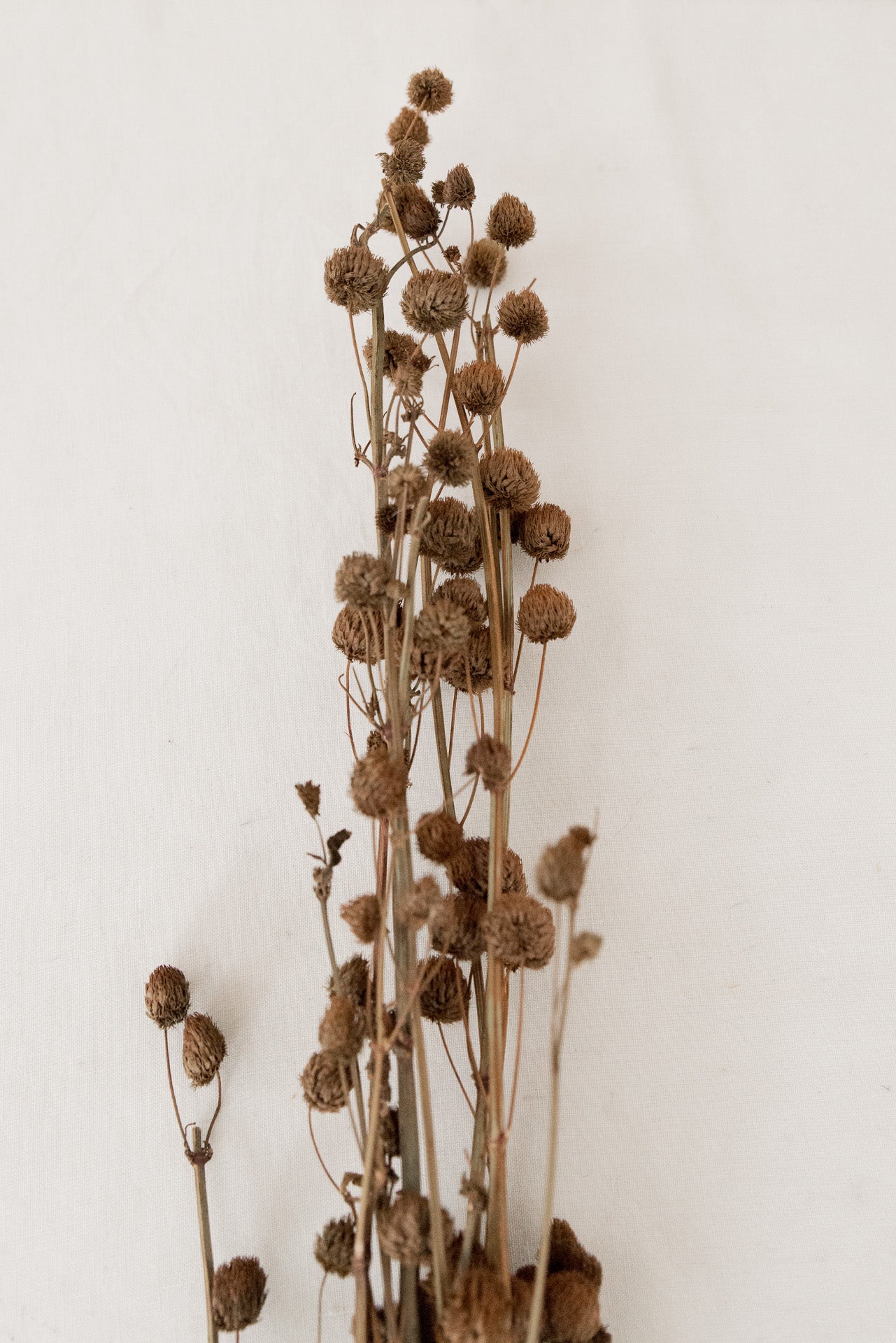 Papiermaulbeere Calicarpa braun