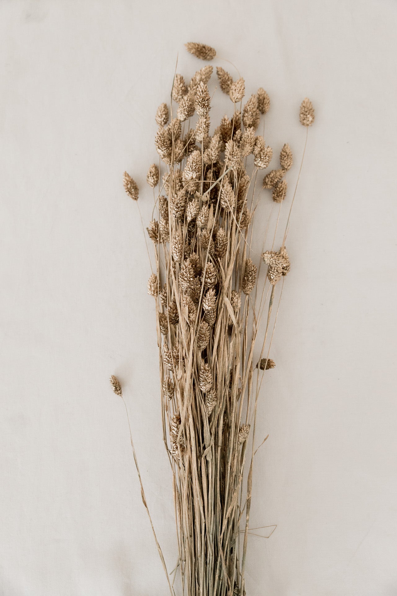 Phalaris Glanzgras gold gefärbt