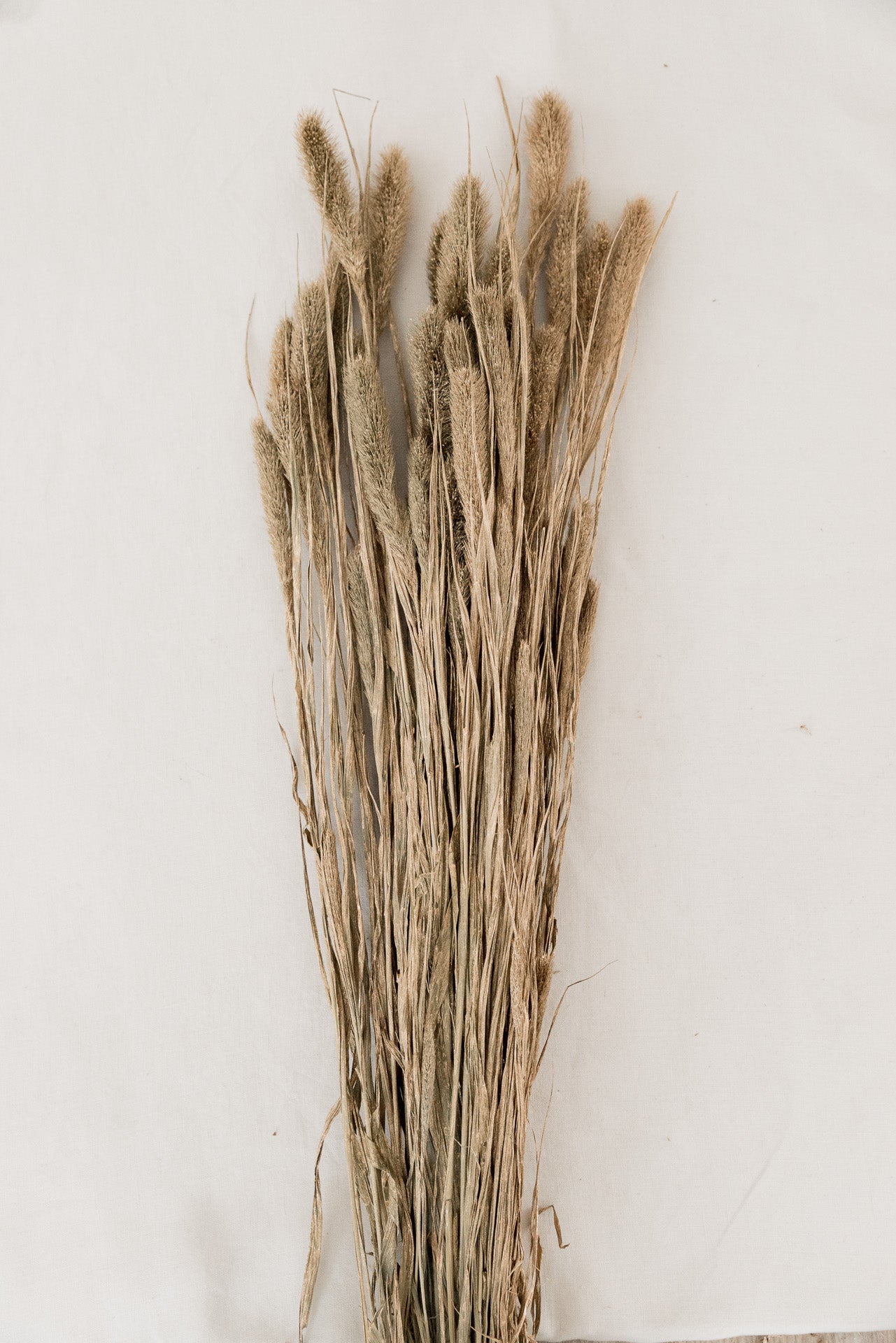 Borstenhirse Setaria gold gefärbt