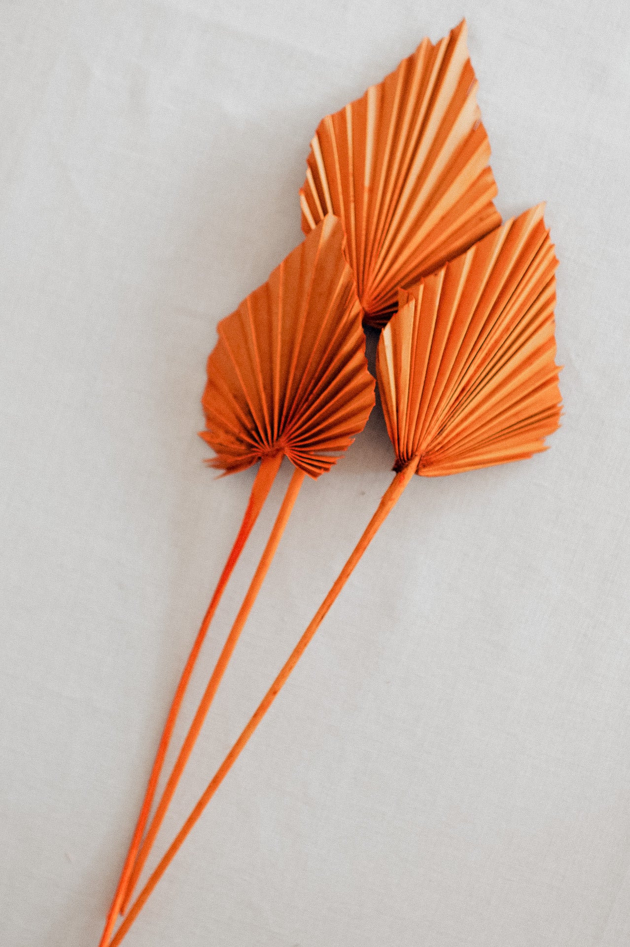 Palmspear orange 1 Stück