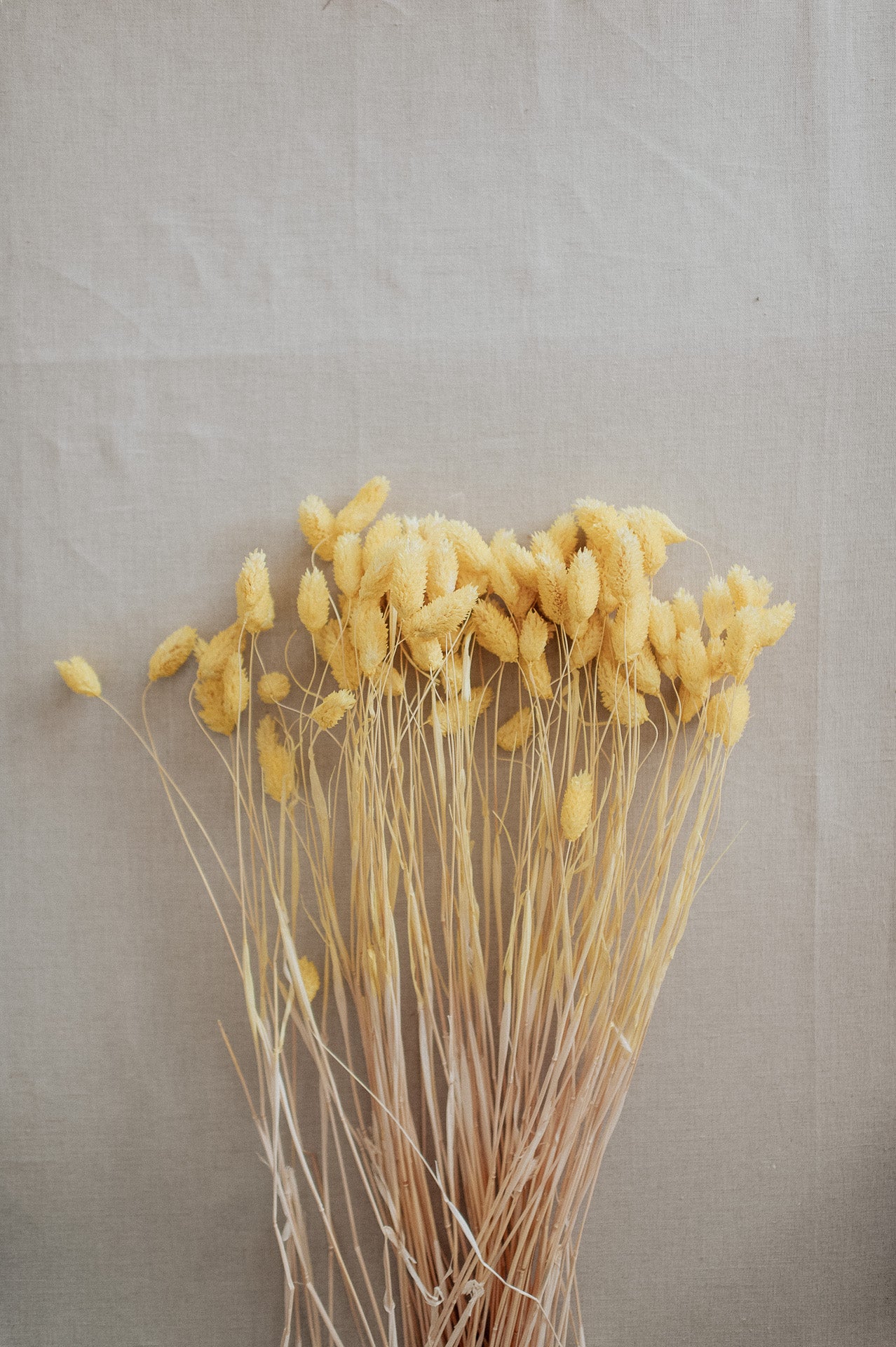 Phalaris Glanzgras sonnengelb