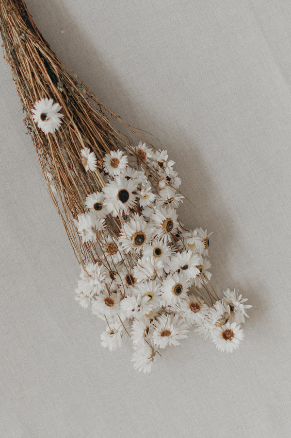 Rodanthe, Strohblumen, weiß