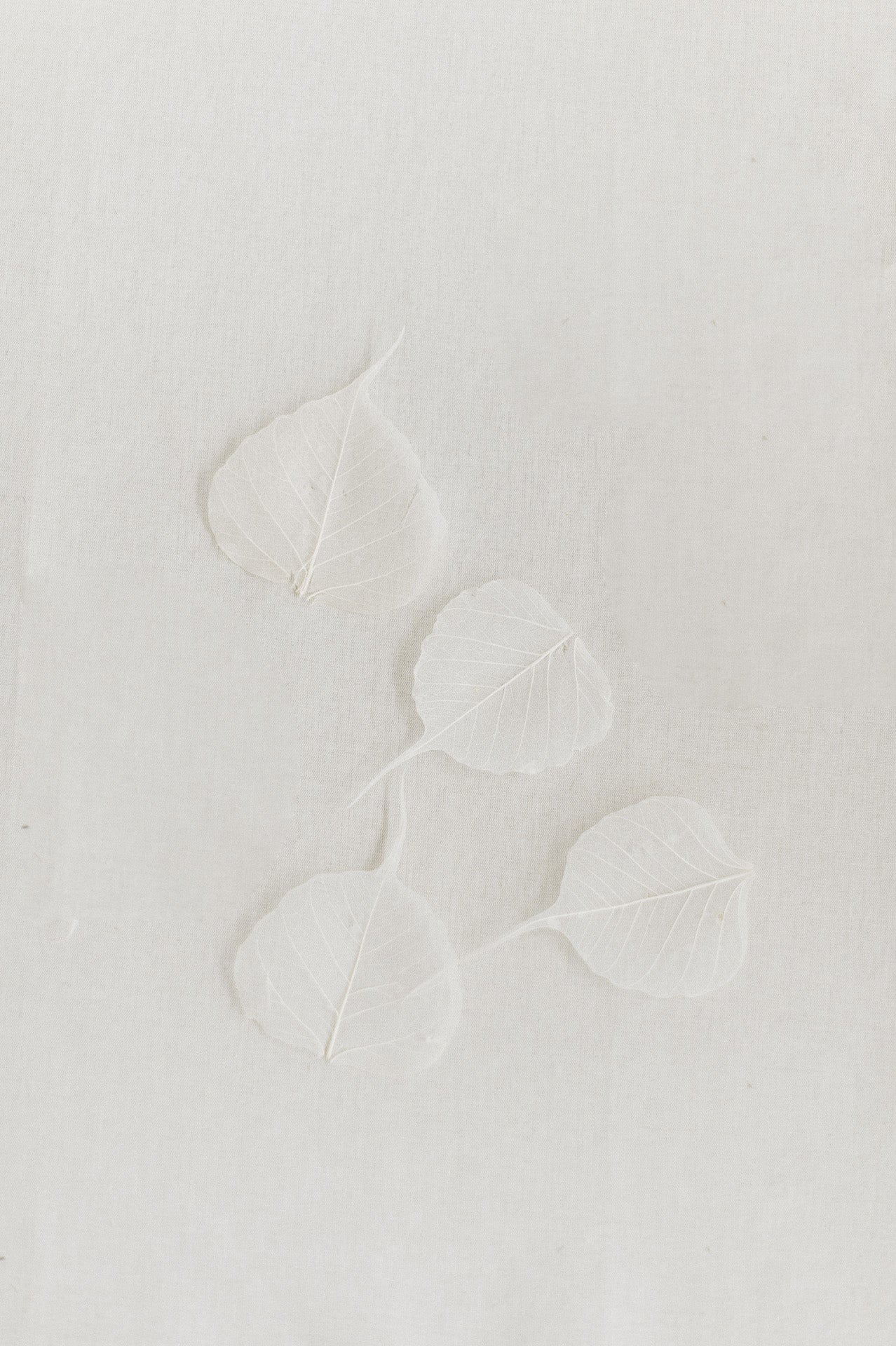 Skelettblätter Willowblätter gebleicht