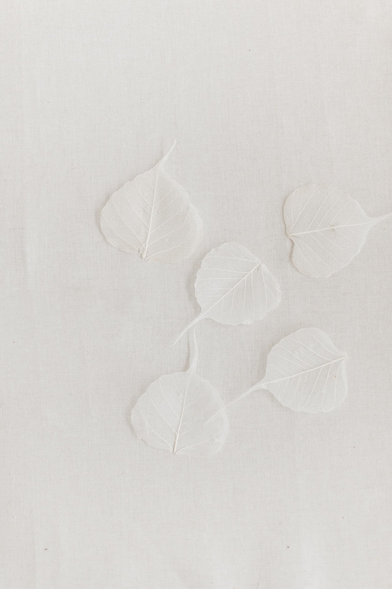 Skelettblätter Willowblätter gebleicht