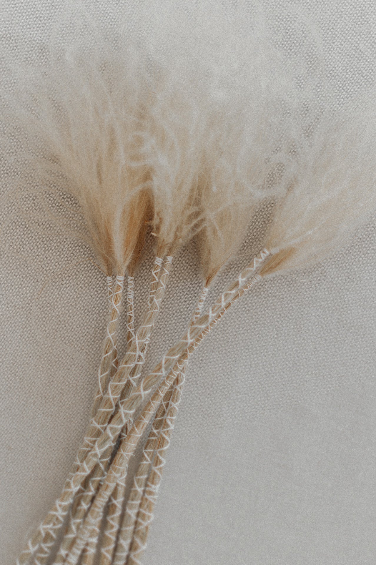 Federgras gebunden 10 Stiel, 0,5 m, Stypia pennata natur, getrocknet, Trockenblume, Gras, Deko, nachhaltig aus der EU