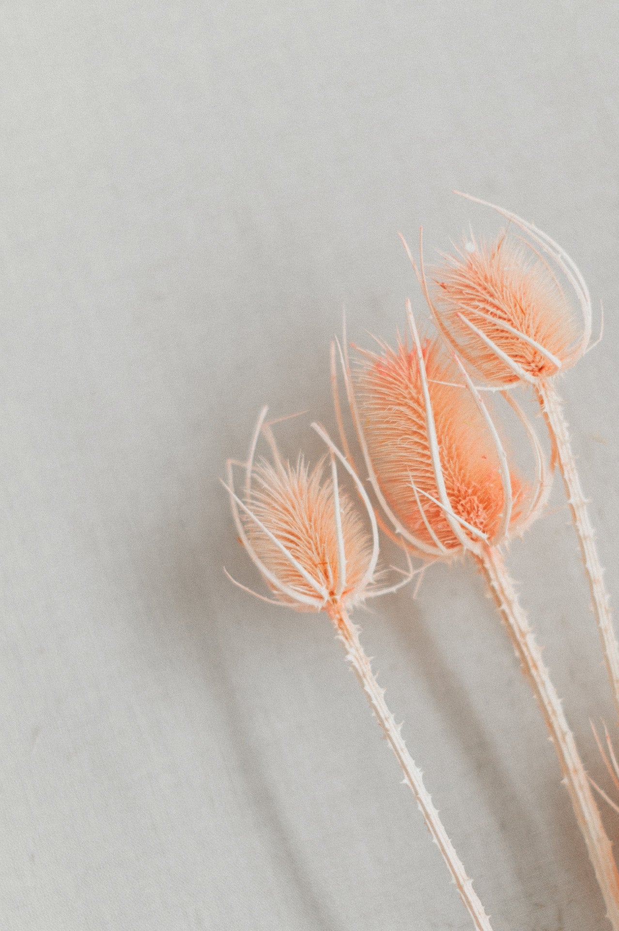 Wilde Karde gebleicht rosé