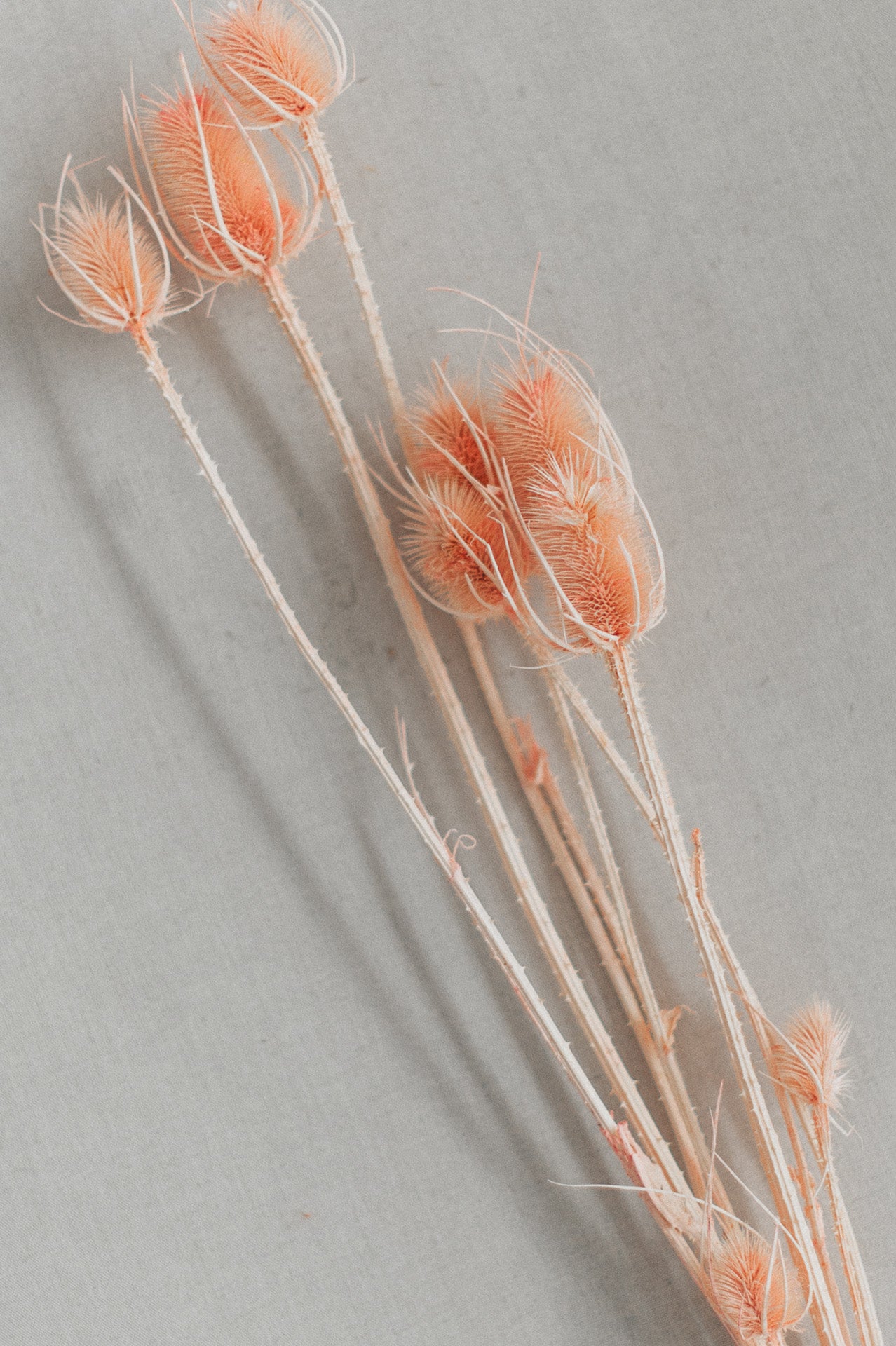 Wilde Karde gebleicht rosé