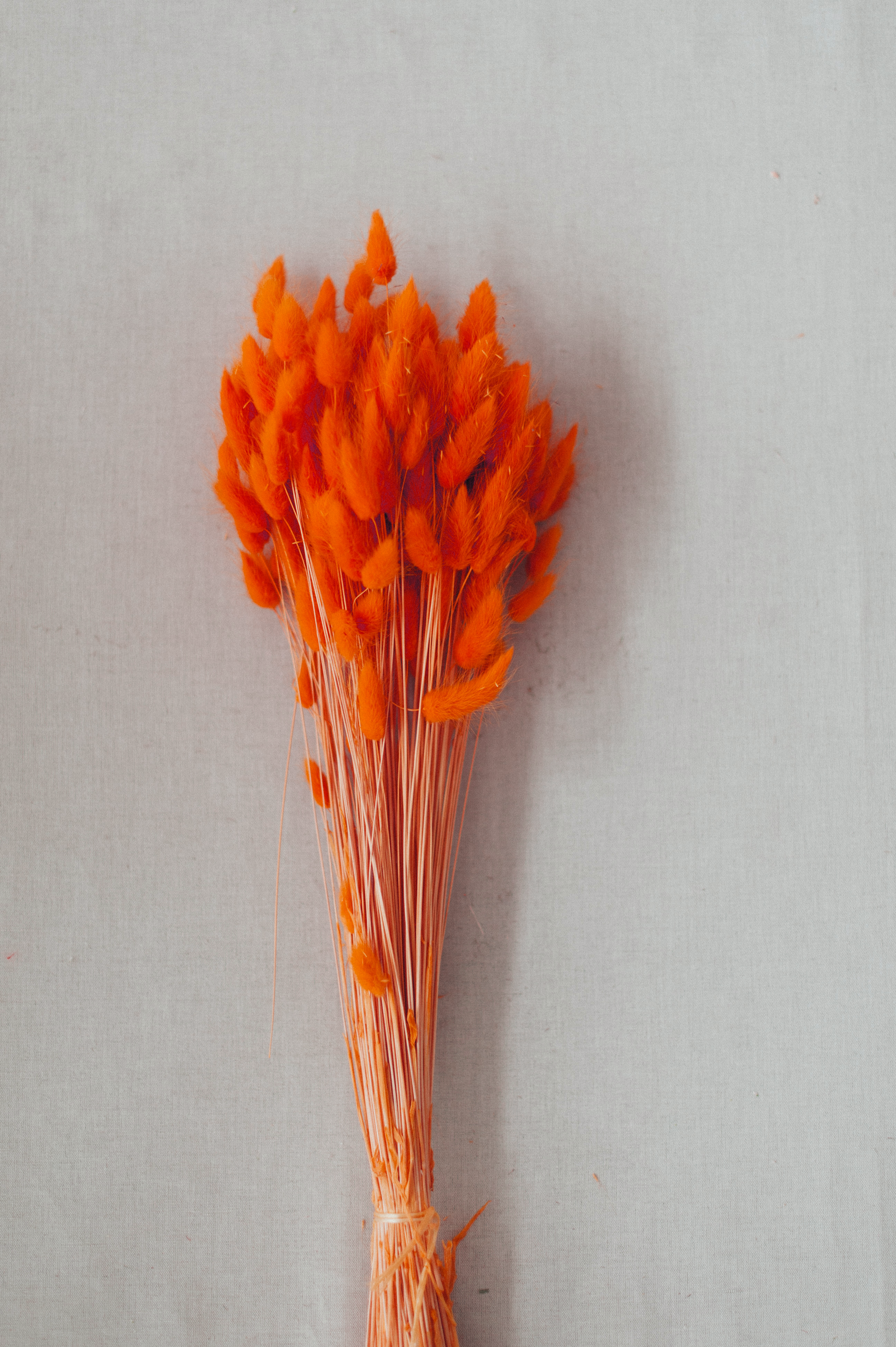 Lagurus "Bunnytail" orange gefärbt Samtgras