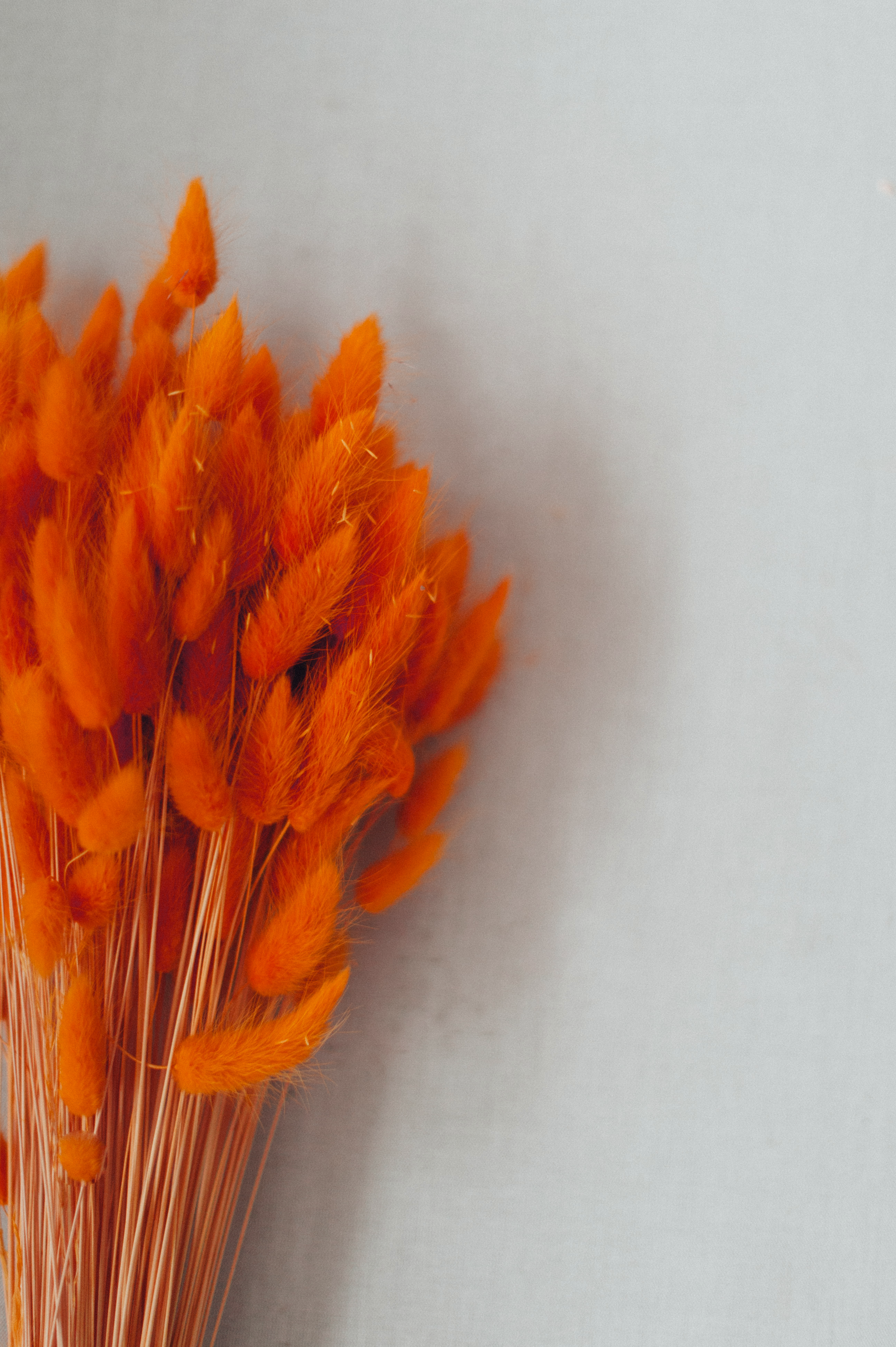 Lagurus "Bunnytail" orange gefärbt Samtgras