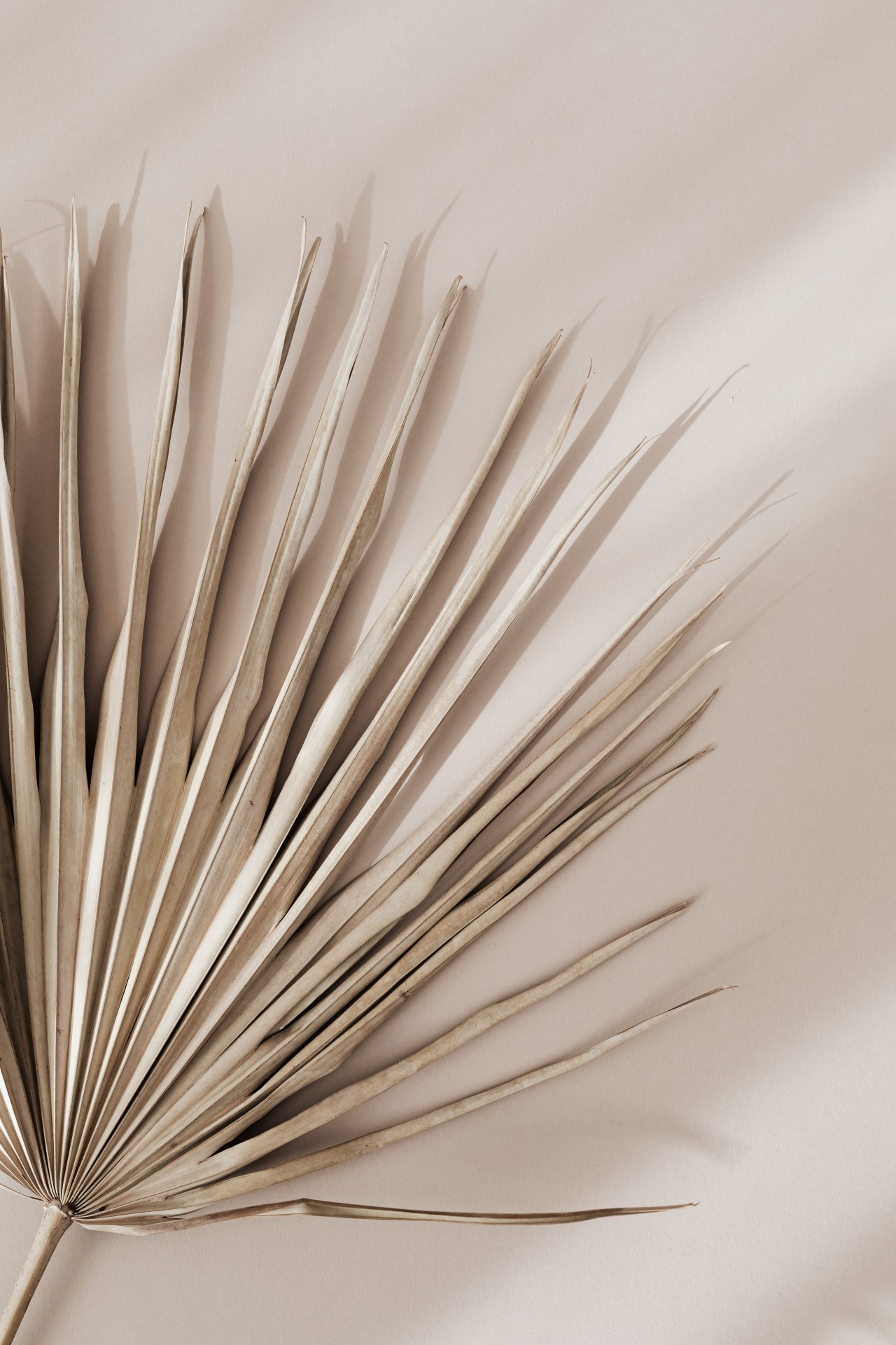 Palmenblatt XL natur - grün