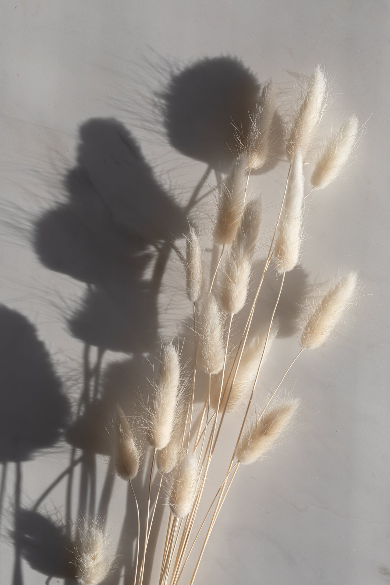 Lagurus "Bunnytail" weiß Samtgras