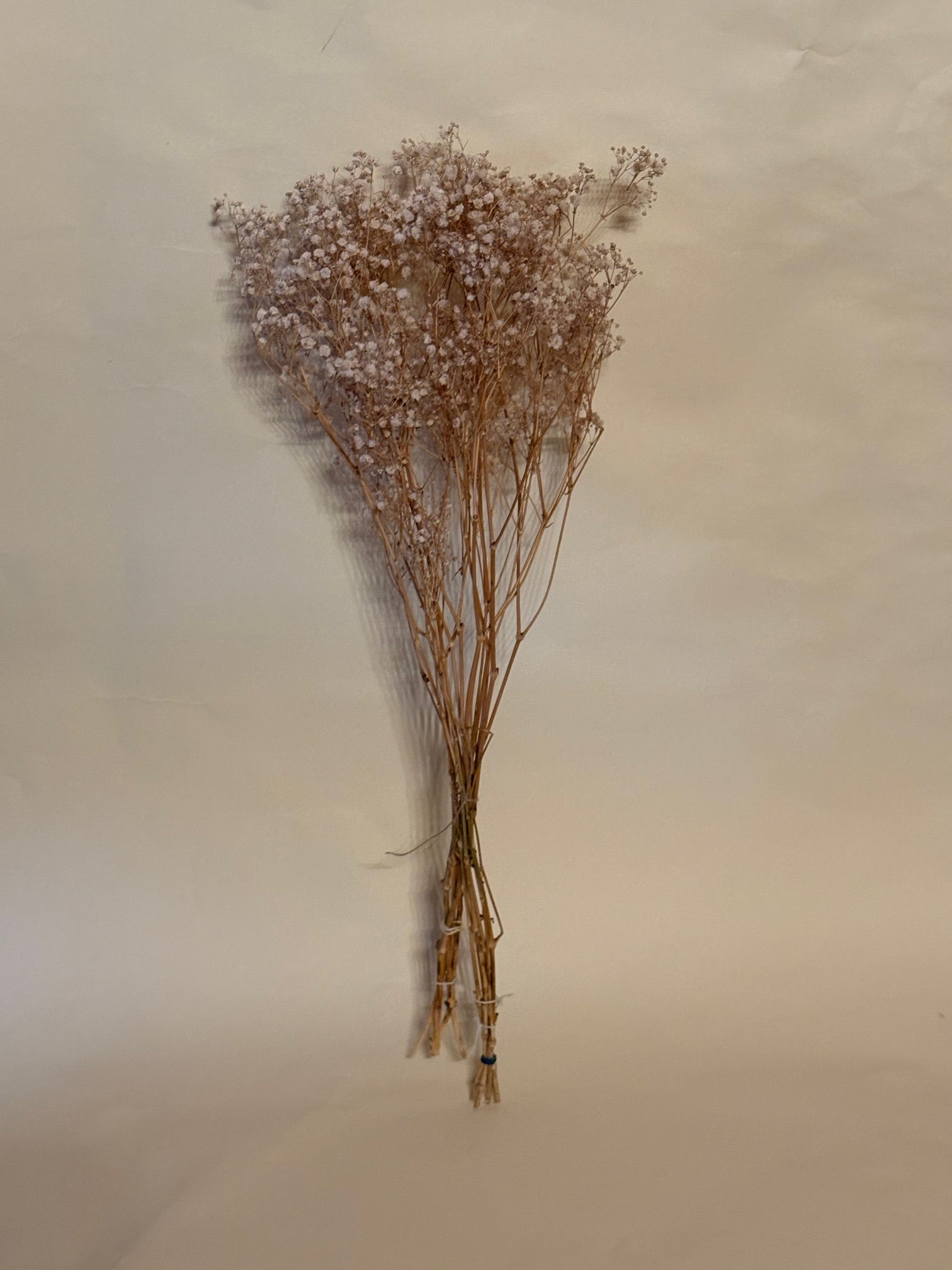 Schleierkraut rispig natur, 1 Bund mit 10 Stiel, 0,6 m, Gypsophila getrocknet, Trockenblume, Gras, Deko, nachhaltig aus der EU