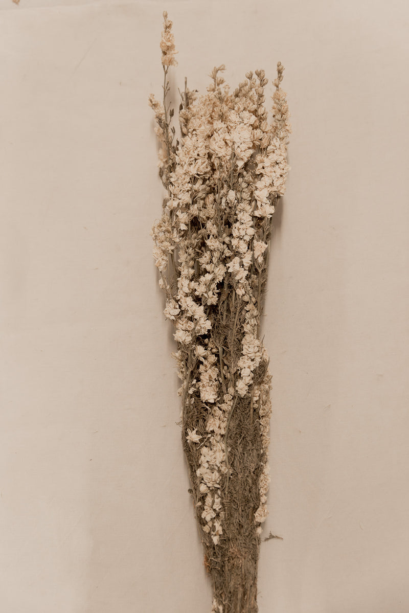 Rittersporn, Delphinium weiß