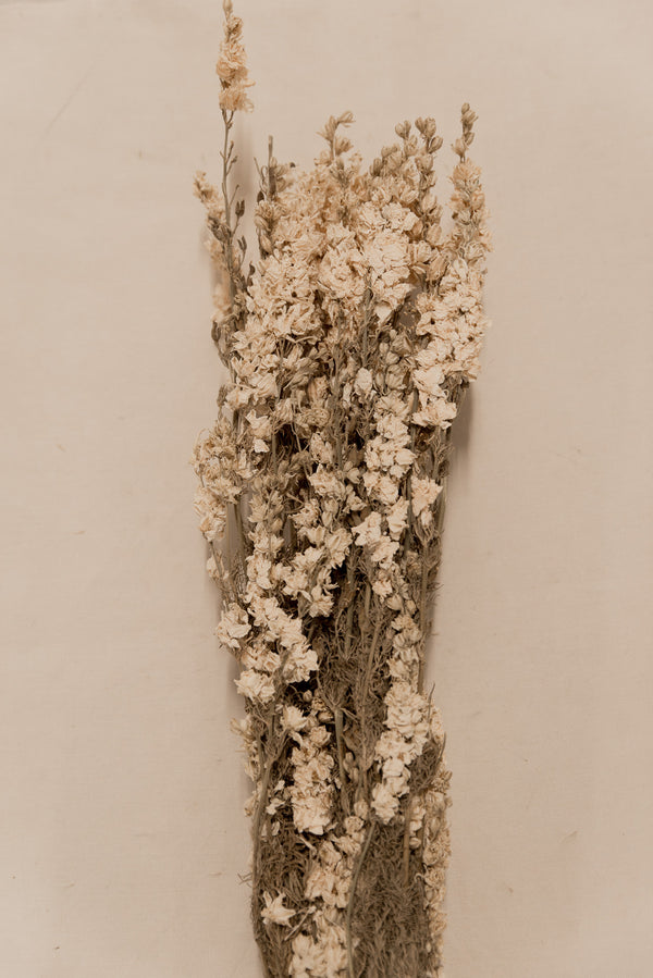 Rittersporn, Delphinium weiß