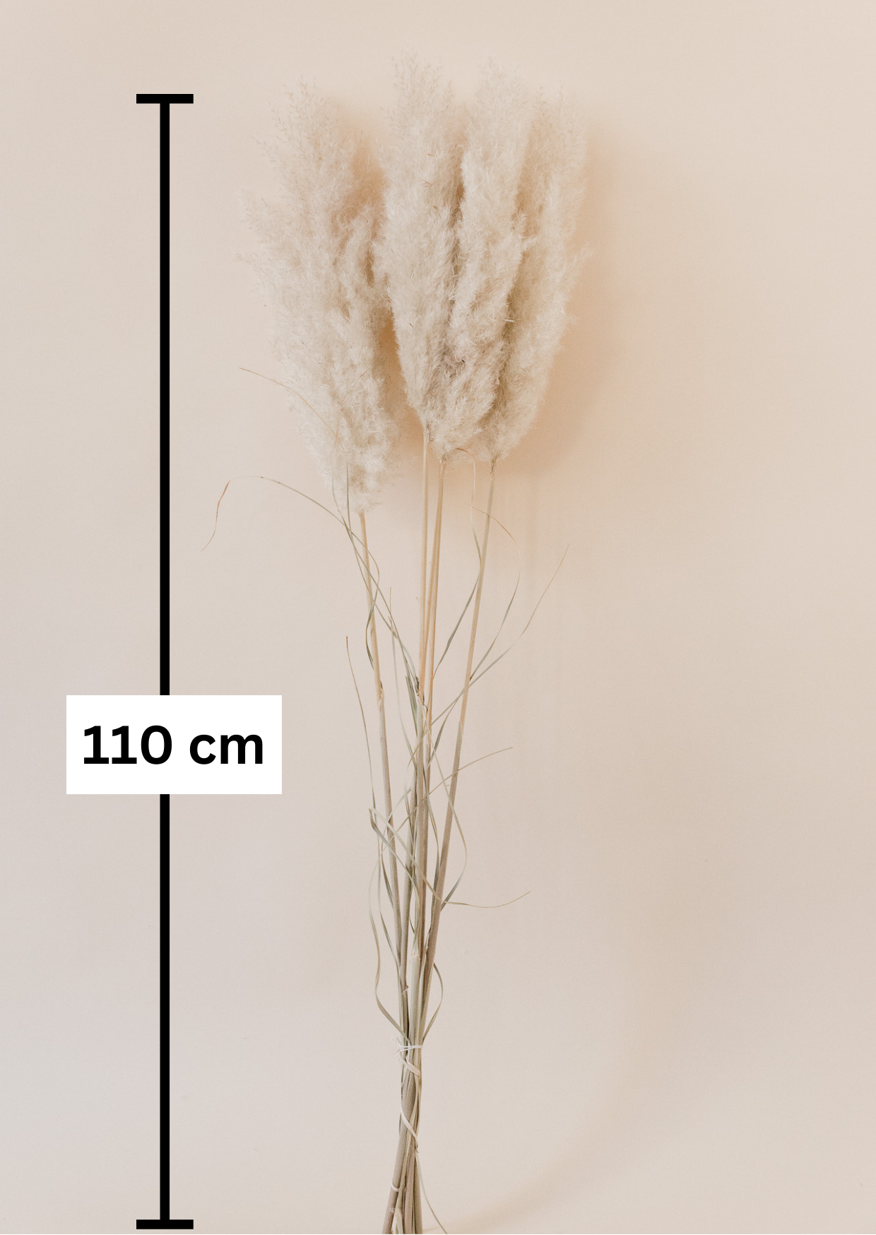 Pampasgras  "The Soft" XL, 5 Stiel, 1,10 m, natur, cortedaria  getrocknet, Trockenblume, Gras, Deko, nachhaltig aus der EU