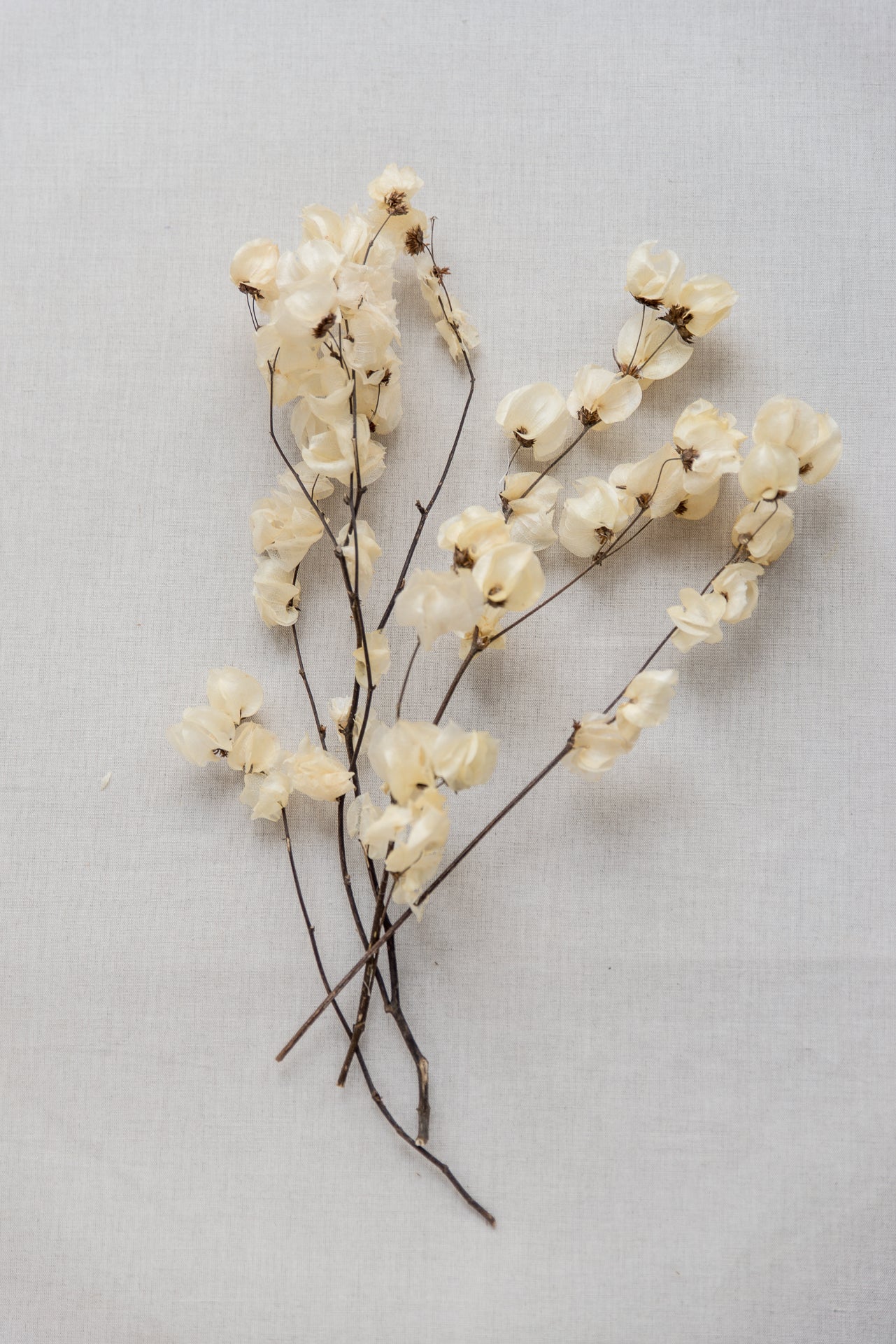 Bougainvillea, Drillingsblume, weiß