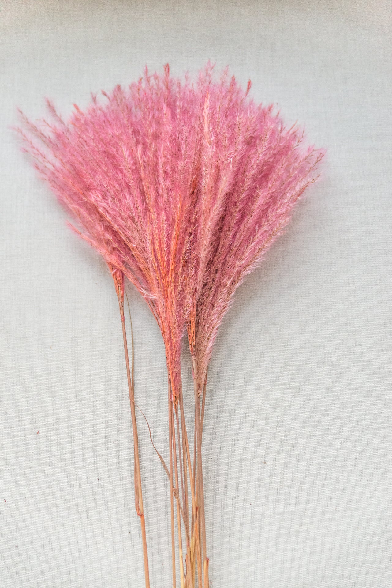 Chinaschilf, Miscanthus, rosa