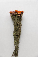 Strohblumen, Helichrysum rot
