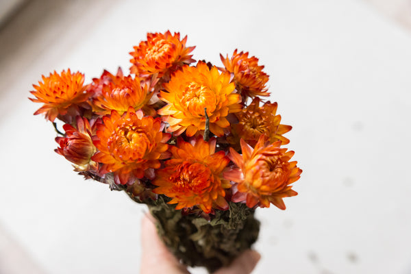 Strohblumen, Helichrysum rot