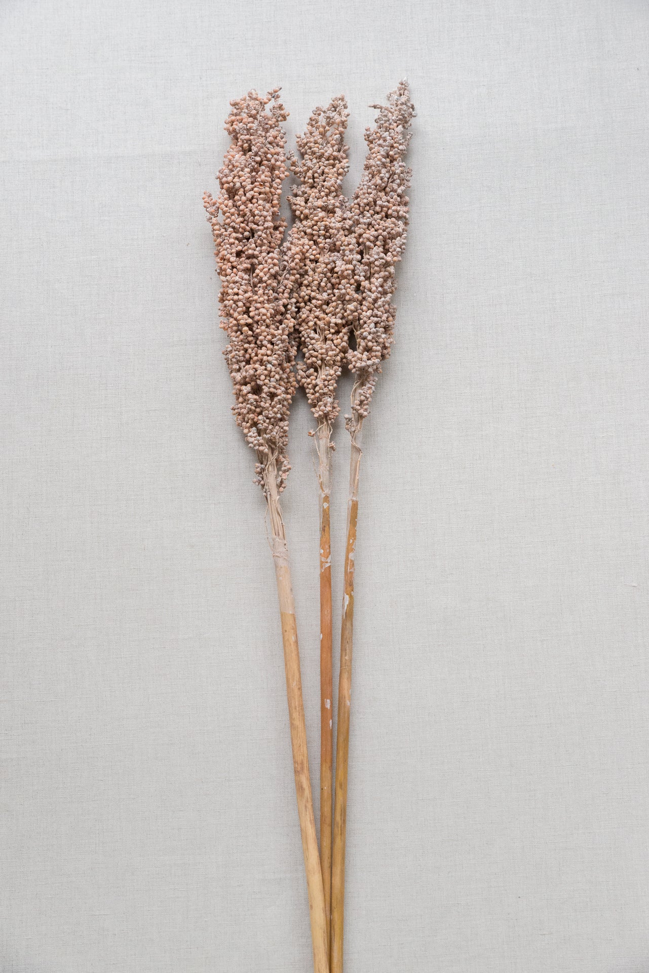 Indian Corn, soft pink