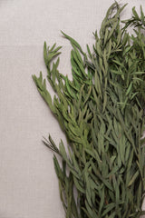 Eukalyptus Nicoli grün, stabilisiert