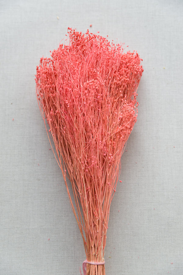 Broom Bloom, hot pink