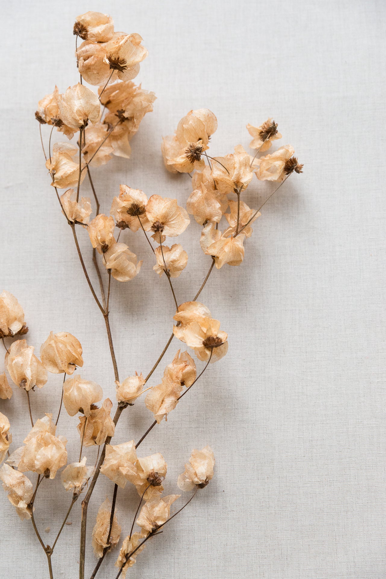 Bougainvillea, Drillingsblume, apricot