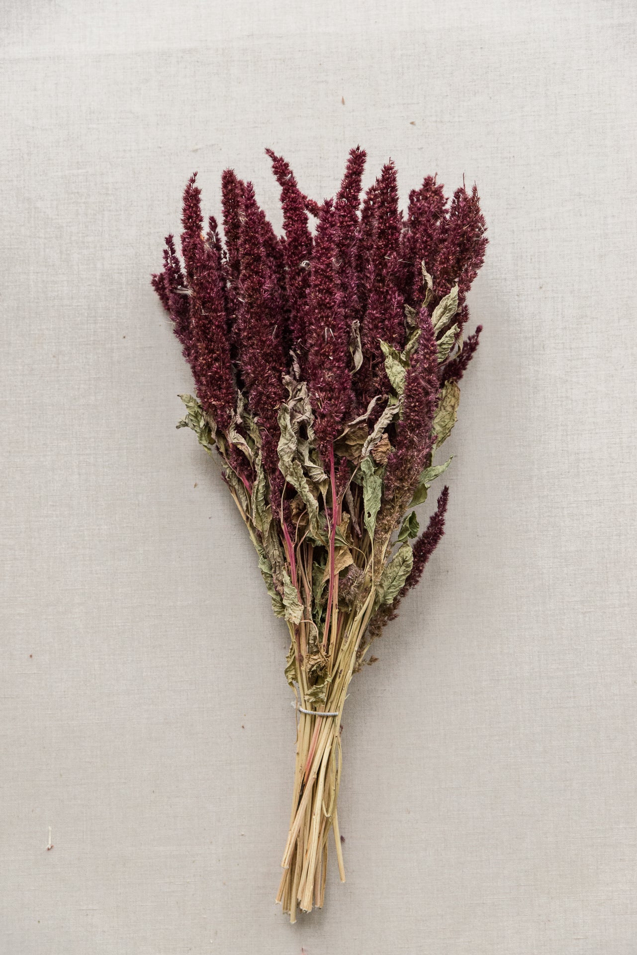 Amaranthus beere