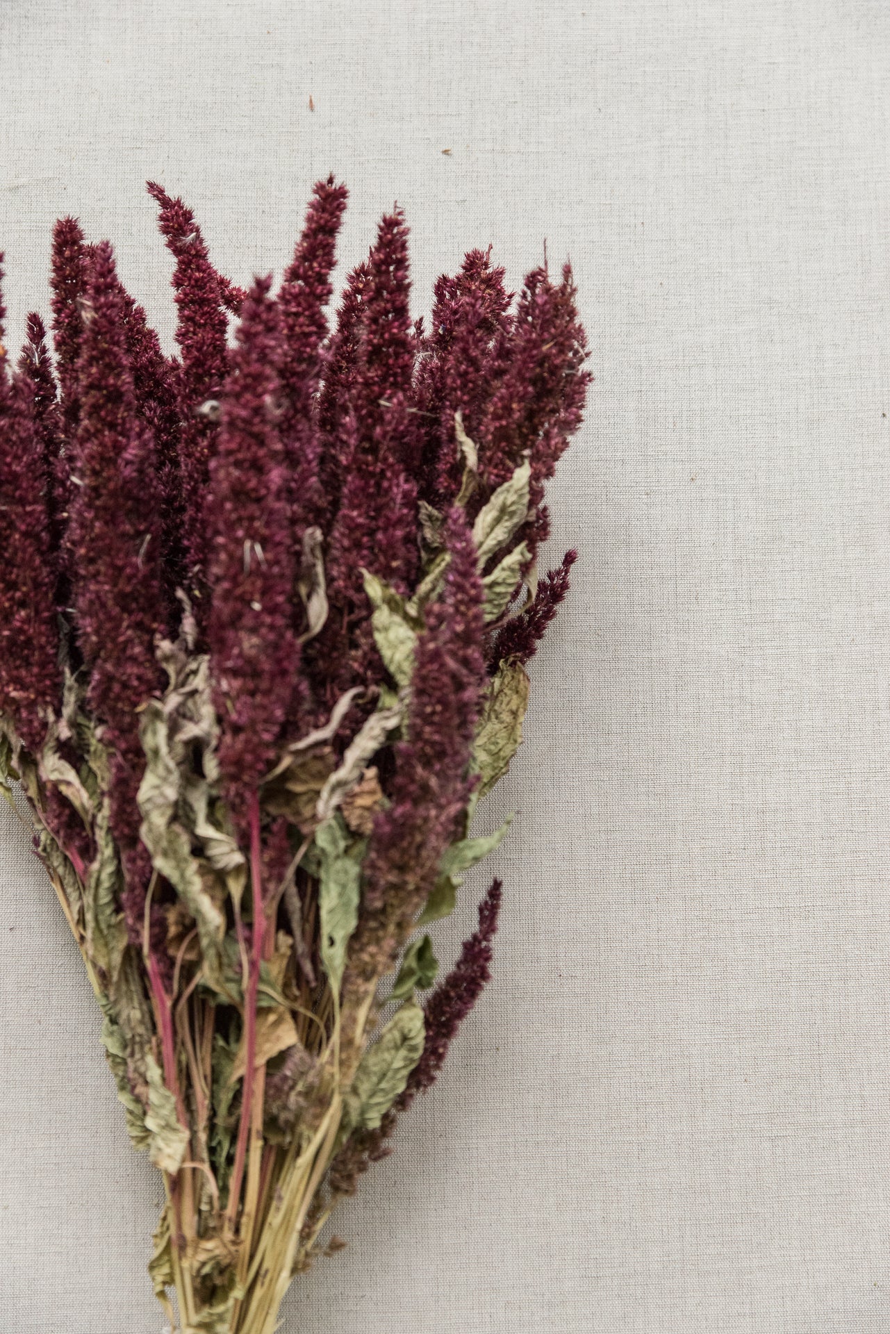 Amaranthus beere