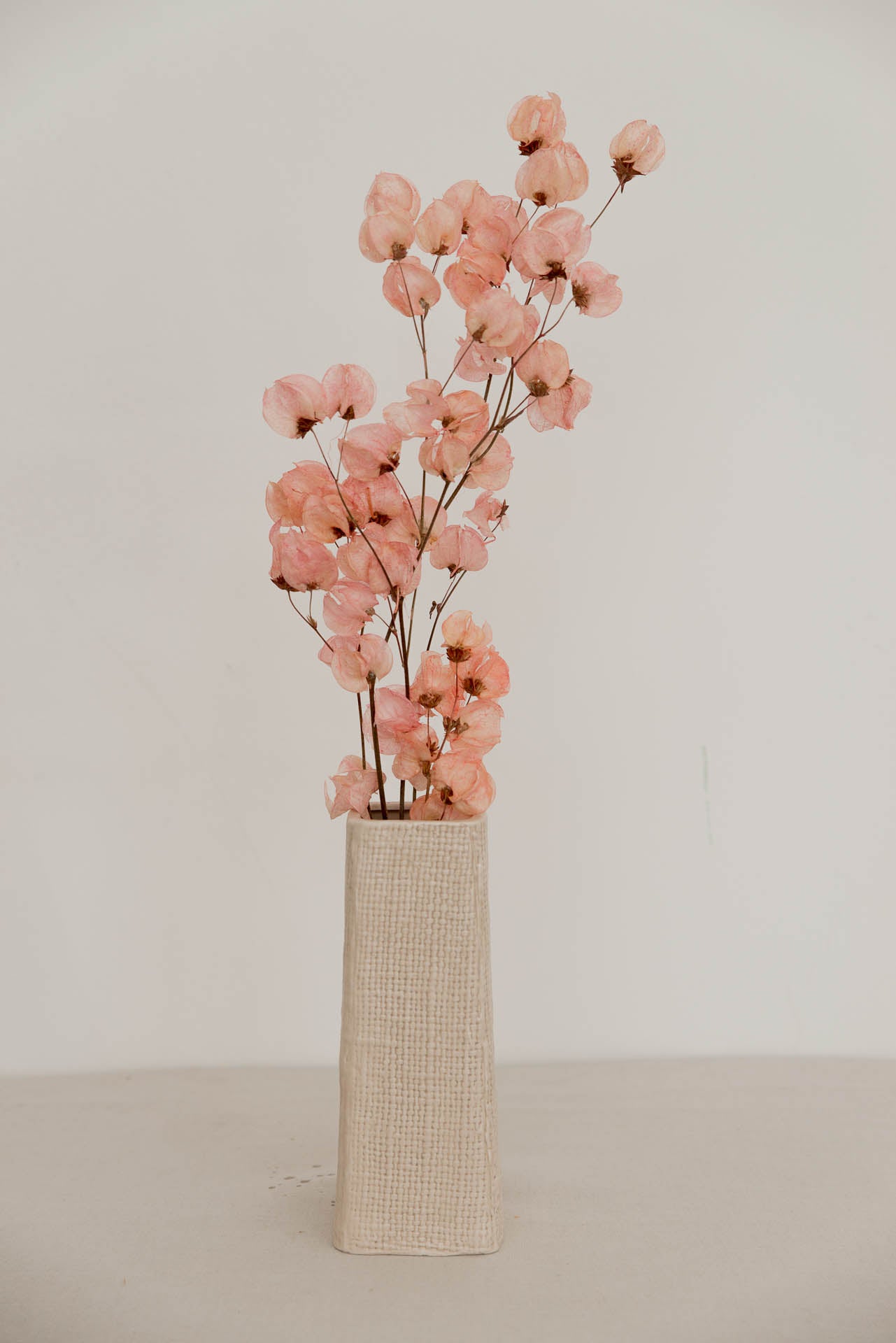 Bougainvillea, Drillingsblume, rosé