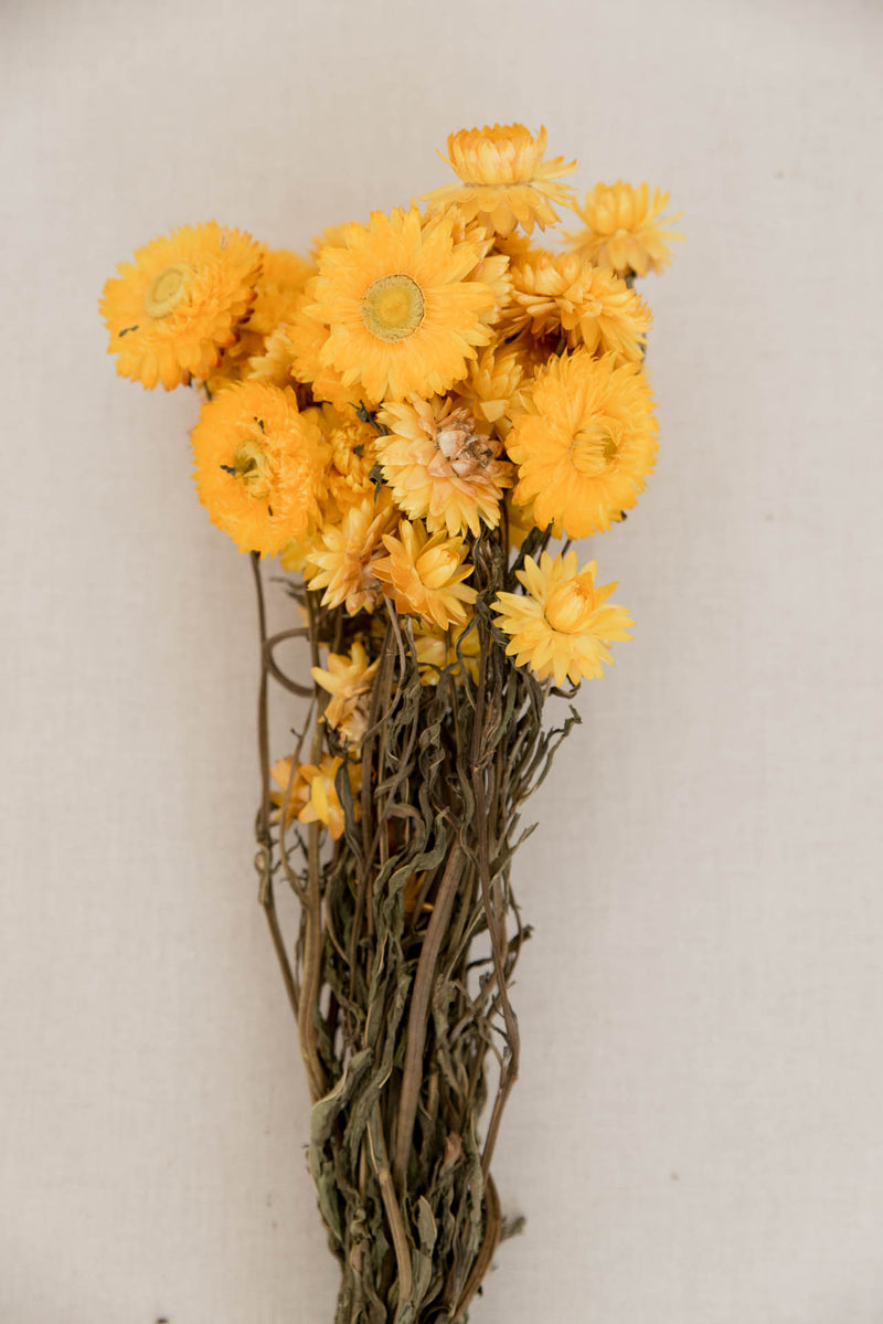 Strohblumen, Helichrysum gelb