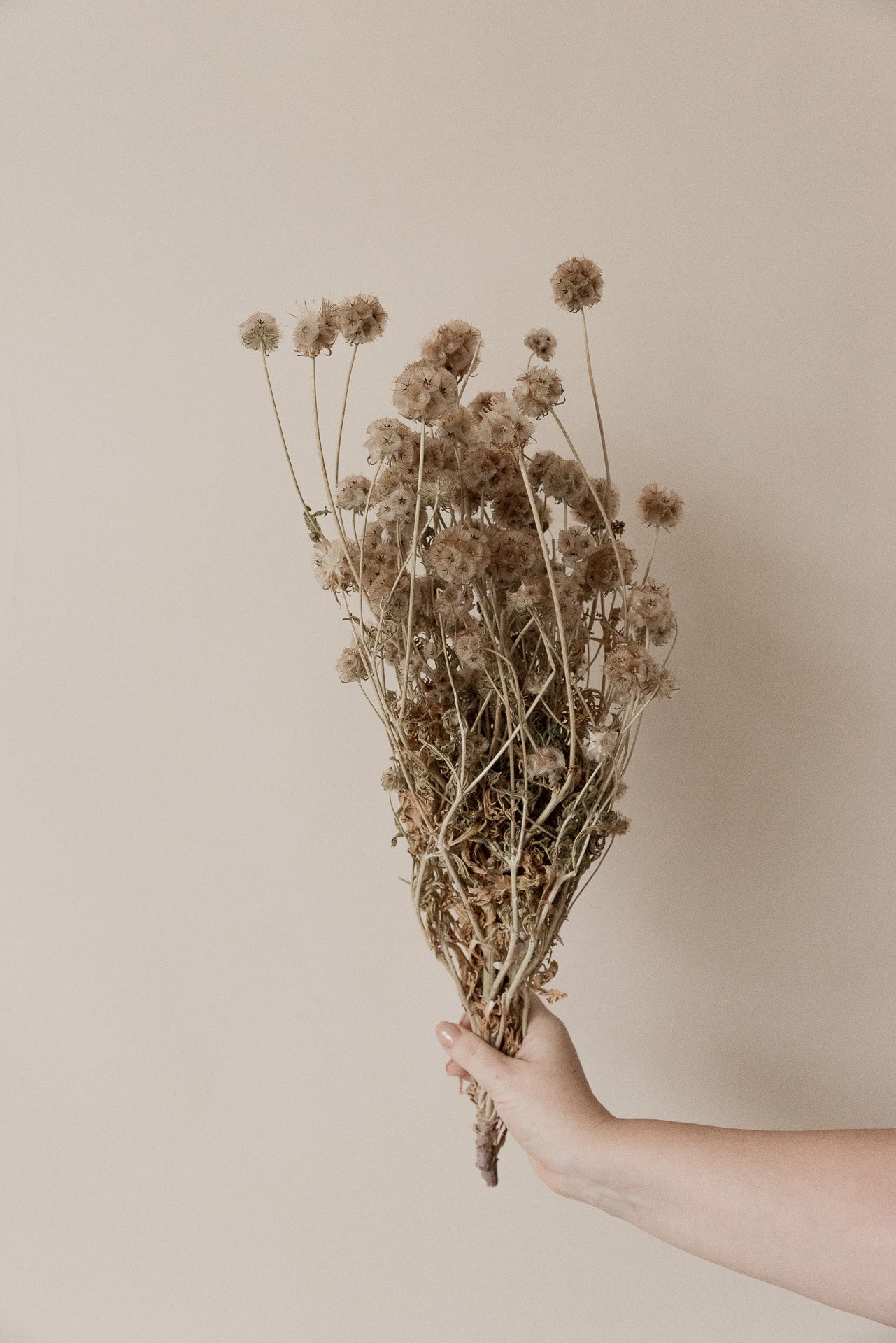 Scabiosa, natur