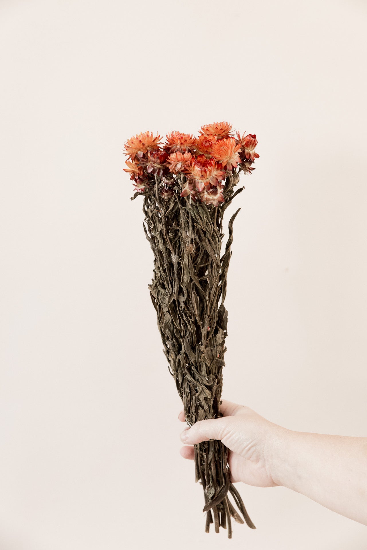 Strohblumen, Helichrysum orange