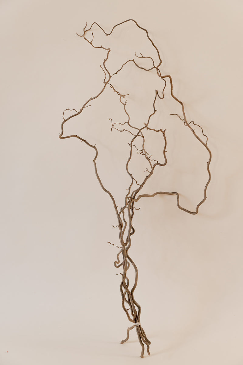 Weidenzweige natur