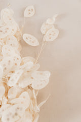 Lunaria, Silberblatt, soft