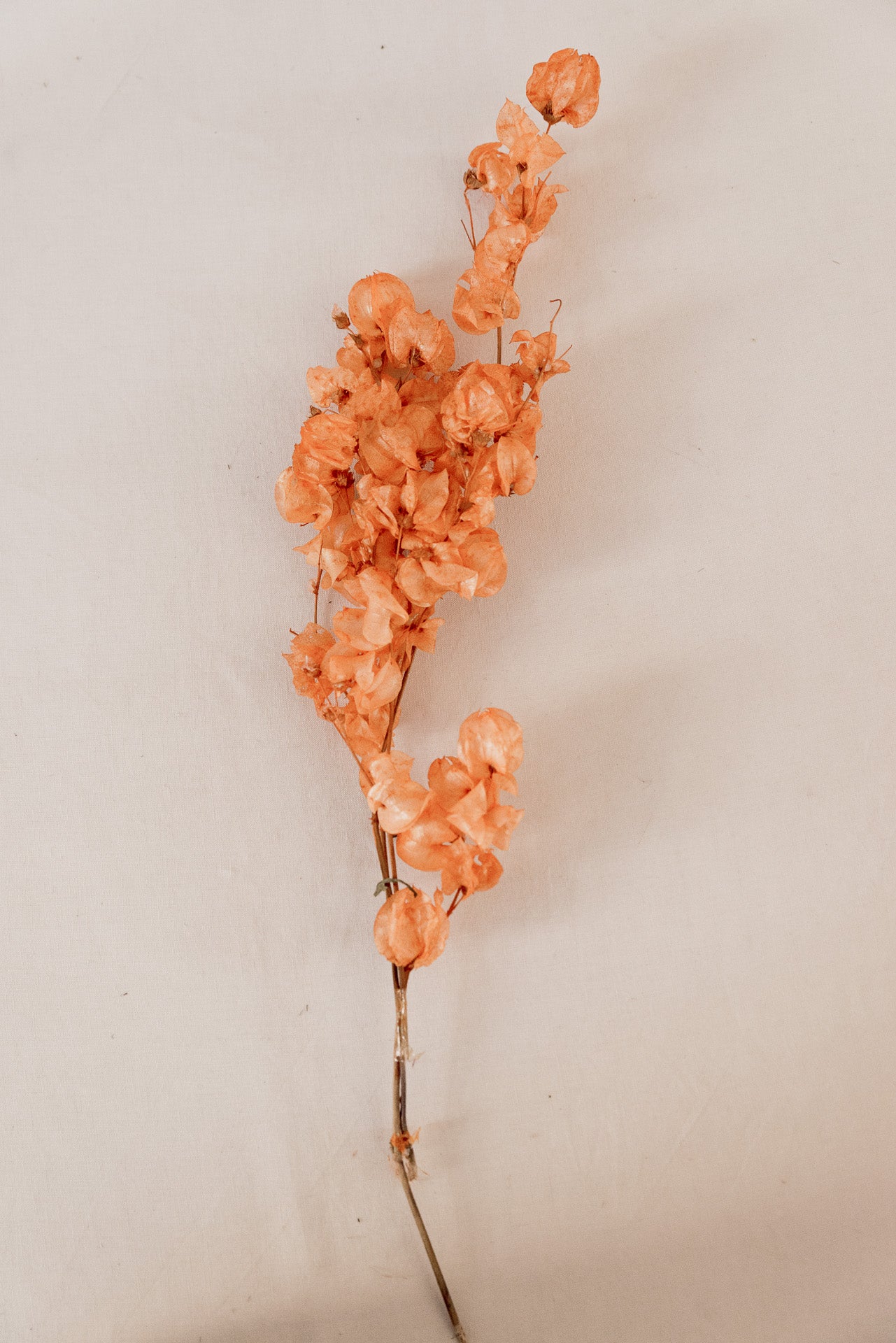 Bougainvillea, Drillingsblume, orange