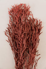 Eukalyptus Nicoli rot, stabilisiert