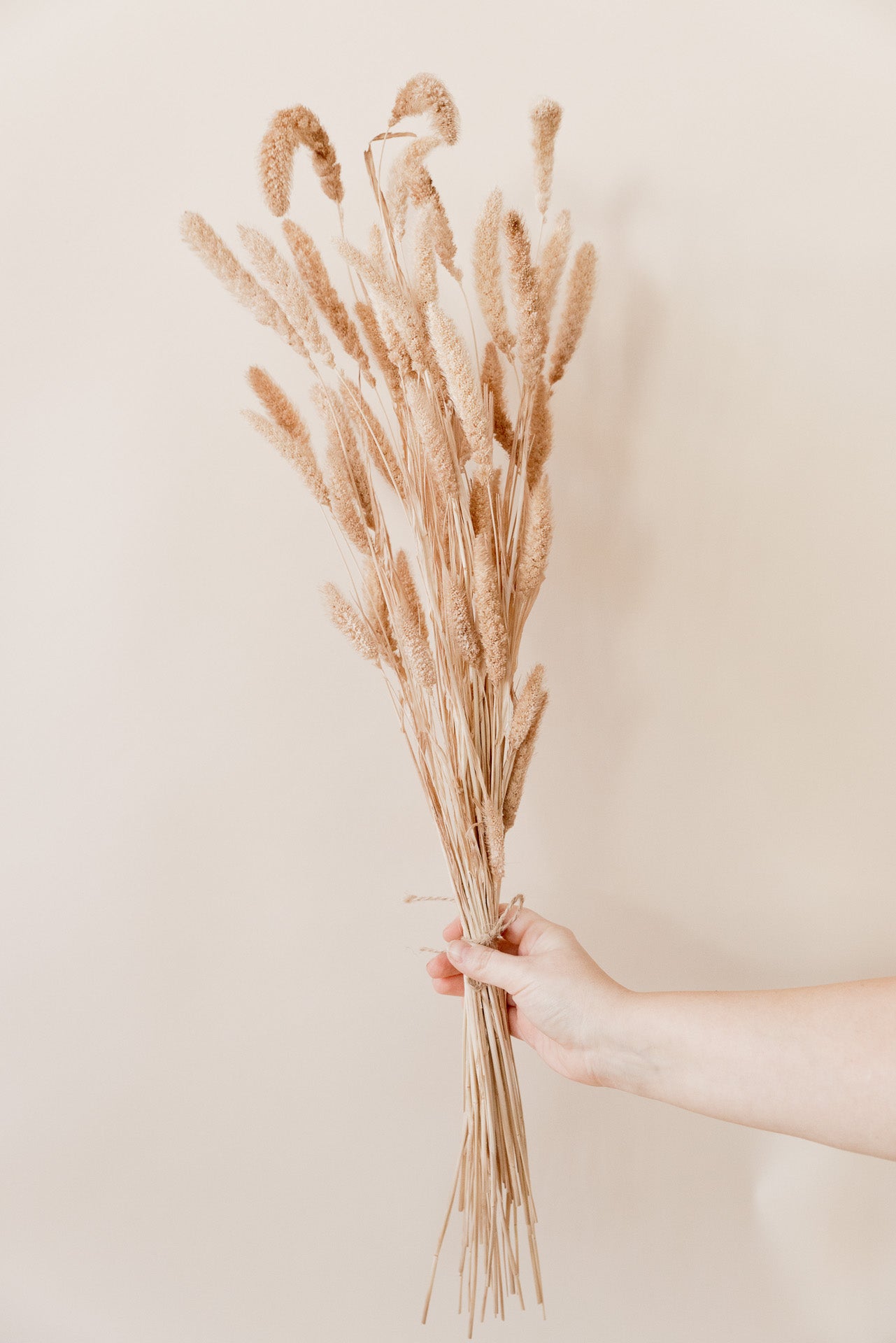 Borstenhirse, Setaria natur-nude