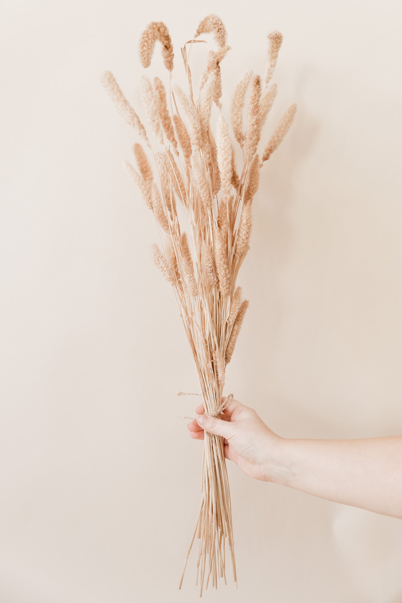 Borstenhirse, Setaria natur-nude