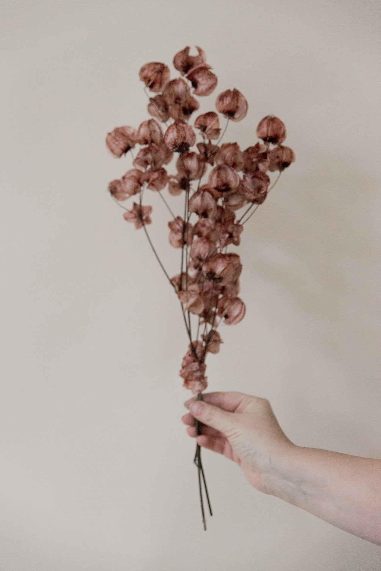 Bougainvillea, Drillingsblume, braun